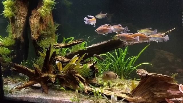 Species Spotlight | Congo Tetra