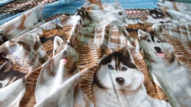 "Хаски" бязь вживую смотреть онлайн