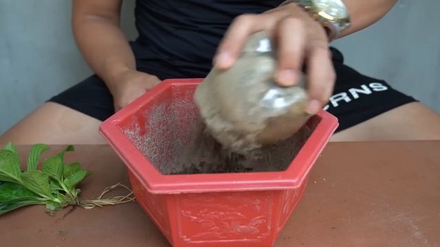 Surprising Uses Of Tomatoes With Hydrangeas, Tips To Have A Beautiful Hydrangea Pot смотреть онлайн