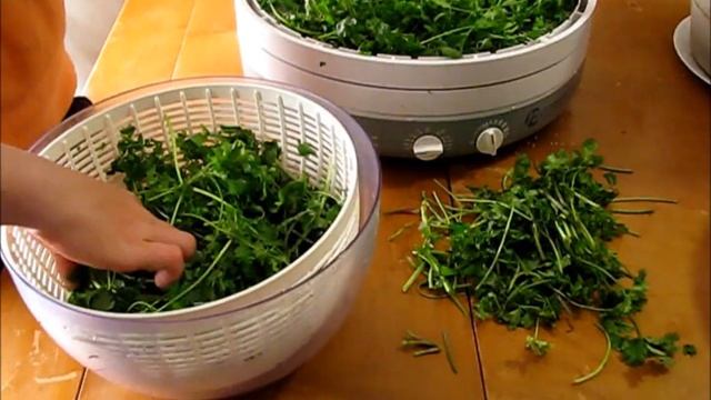 DIY: Drying Cilantro and Parsley With a Dehydrator смотреть онлайн