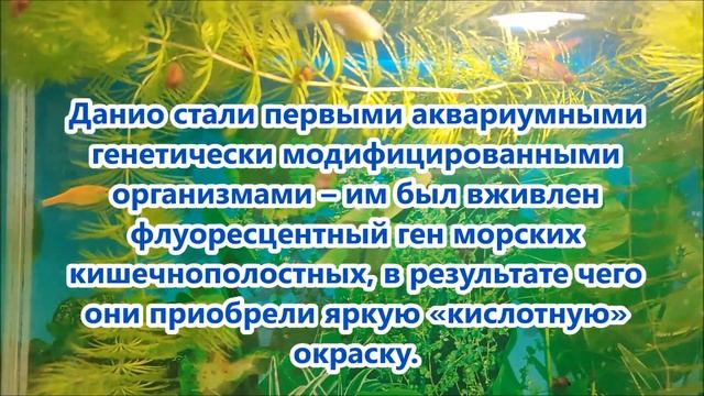 Аквариумные рыбки. Данио – неприхотливые рыбки-зебры смотреть онлайн