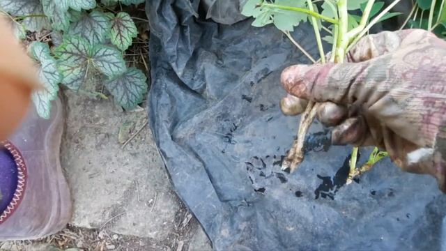 Пион древовидный. Укореняю черенки.