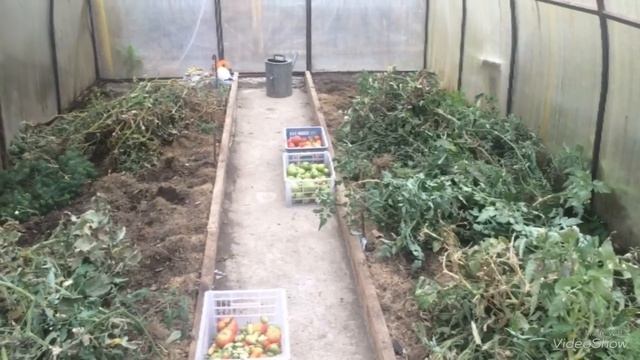 Смертный бой Белокрылке в теплице. смотреть онлайн