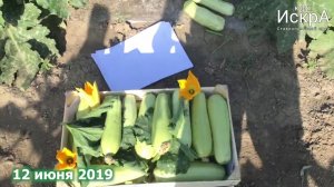 Кабачок Искандер F1