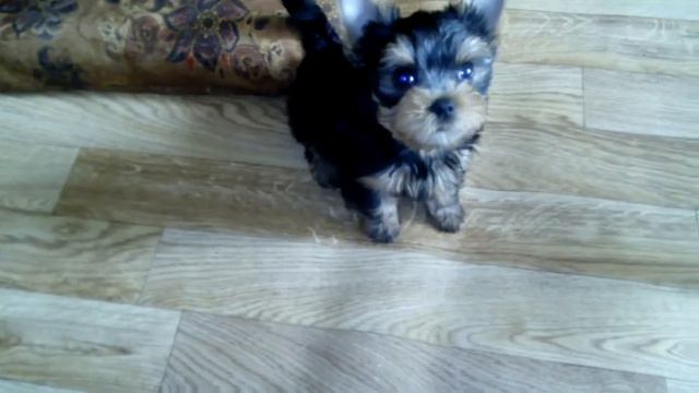 Баксик. Просим поиграть. смотреть онлайн