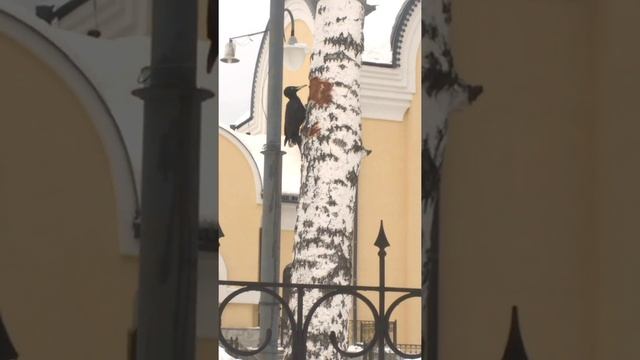 Желна в городе смотреть онлайн
