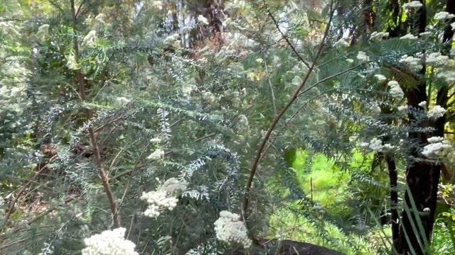 Rice Flower. Ozothamnus Diosmifolius, Burke's Backyard.