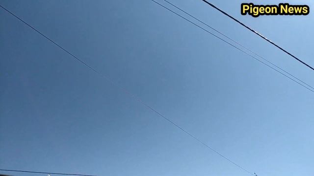 БОЛЬШАЯ ПРОБЛЕМА СРЕДИ ГОНЩИКОВ ГОЛУБЕЙ смотреть онлайн