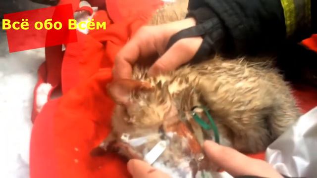 Спасли котику жизнь. Пожар в Москве район Гальяново! смотреть онлайн