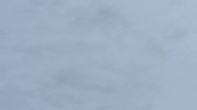 Торцовые голуби БК. На  Николая угодника. С Праздником голубеводы.