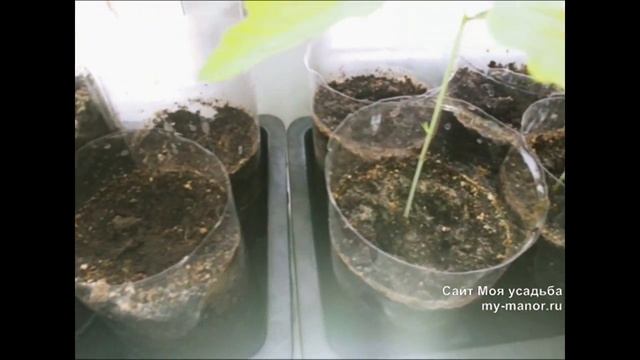 ЖЁЛУДИ ПРОРОСЛИ! Маленькие дубки на окне смотреть онлайн