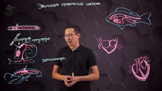 Эволюция и особенности строения сердечно-сосудистой системы животных. 8 класс. смотреть онлайн