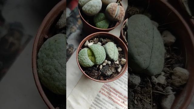 Литопсы Суккуленты смотреть онлайн