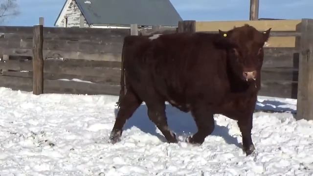 Lot 57 - AEN 406H смотреть онлайн