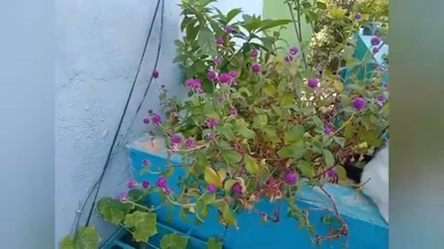 How To grow Gomphrena globosa plant#vadamalli plant byseeds#வாடாமல்லி பூ வளர்ப்பது எப்படி,gardening смотреть онлайн