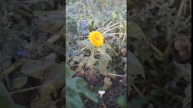 Медвежонок Тэдди. Результаты выращивания смотреть онлайн