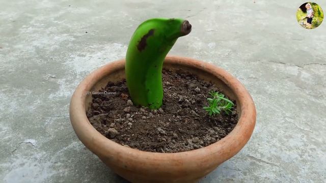 Как вырастить банан дома смотреть онлайн