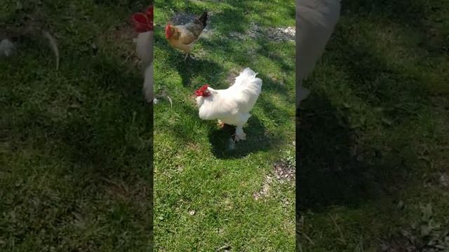 БОЕВОЙ ПЕТУХ,В Селе У дедушки, когда не оставляешь местных куриц БЕЛЫЙ ПЕТУХ. На Аварском смотреть онлайн