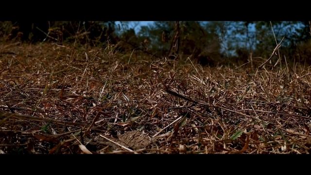 Nikon D5600 DSLR Cinematic Video Test смотреть онлайн