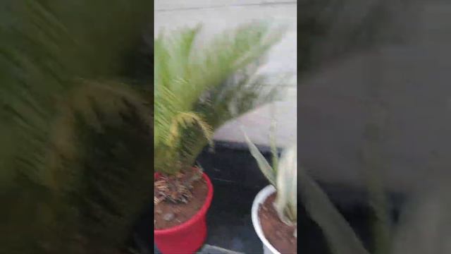 🌲🎄l plants lover l plants Over view смотреть онлайн