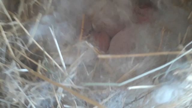 Смотрите, кого Зайка родила! смотреть онлайн