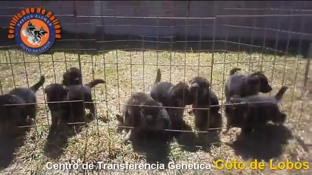 Cachorros Pastor Alemán En Venta смотреть онлайн