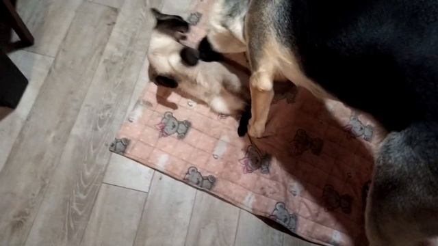 КУСАЕТ!!! ОВЧАРКА КУСАЕТ ТАЙСКОГО КОТА!!! смотреть онлайн