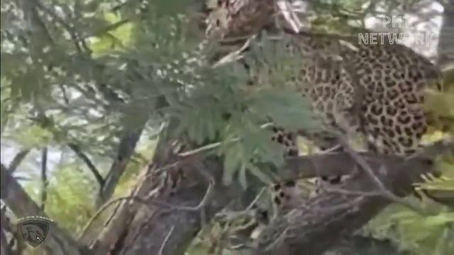 Мать-Зебра пожертвовала собой, чтобы защитить своего детёныша от нападений Леопардов и Львов!! смотреть онлайн