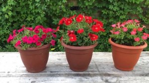 Обзор петуний Джоконда, середина июля 2022