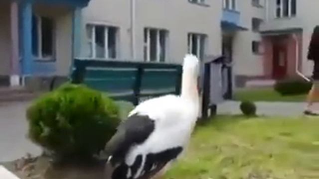аист возле роддома смотреть онлайн