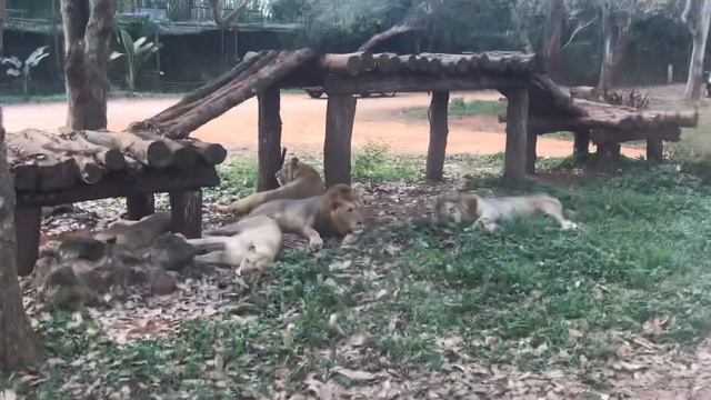 Хайкоу. Львы в сафари-парке смотреть онлайн