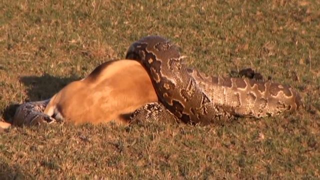 Ну,зверюга! смотреть онлайн