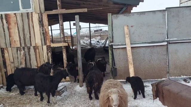 Сарай своими руками часть 7. установка окон и обшивка стен. кормушки для коров. Жизнь в деревне смотреть онлайн