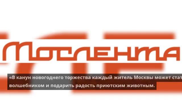 В Москве соберут помощь для бездомных кошек и собак смотреть онлайн