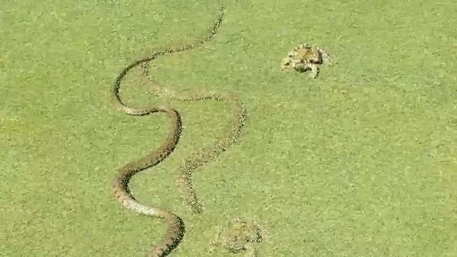 Incredible moment a grass snake tried to gulp down a frog (PICS) смотреть онлайн