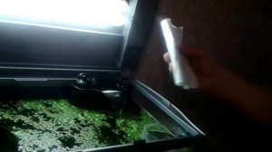 Ряска в Аквариуме!!! Все плюсы и минусы.