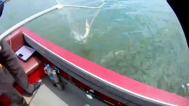 Крупный Окунь. Бугский Хищник 2020. Wist РОЗЫГРЫШ смотреть онлайн