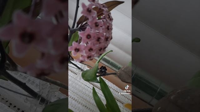 #Hoya #carnosa #usa #цветение смотреть онлайн