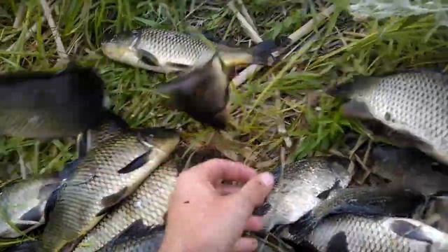 Рыбалка. Павлодар - Ленинский Озёра "Кресты". 25 а смотреть онлайн