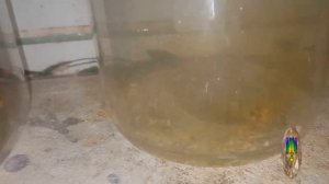 Аффинаж серебра из реле РЭС-47 / Аффинаж серебра