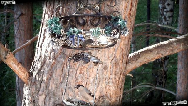 Будни кормушки. Снегирь и поползень