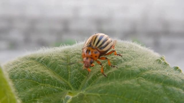 Colorado beetle (Leptinotarsa decemlineata) смотреть онлайн