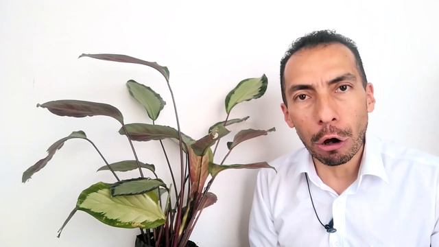 CALATHEA PICTURATA, consejos fáciles y prácticos para mantenerla en casa смотреть онлайн