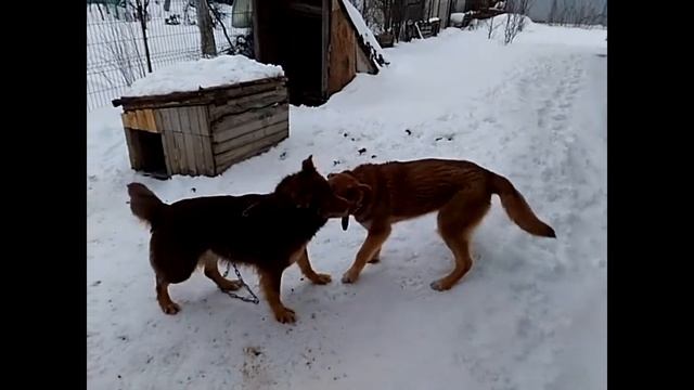Щенок тувинской овчарки в 8 месяцев. смотреть онлайн