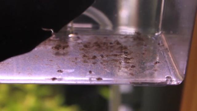 Corydoras trilineatus fry смотреть онлайн