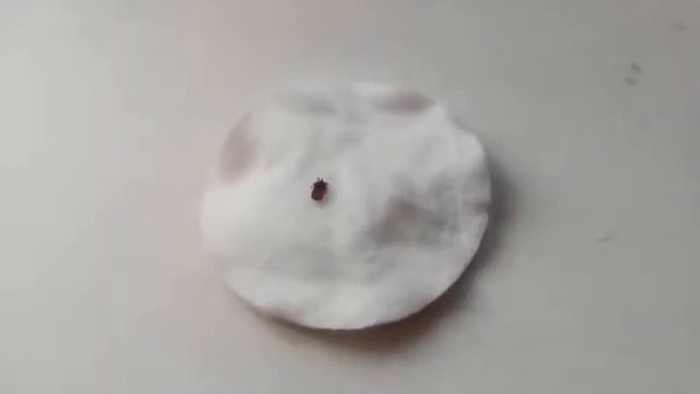 У собаки нашла клеща около уха/как справилась ситуацией! смотреть онлайн