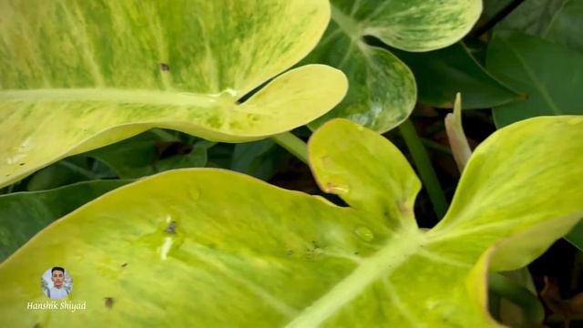 Philodendron Calkins Gold | Indoor Plant | Giant Philodendron 🪴