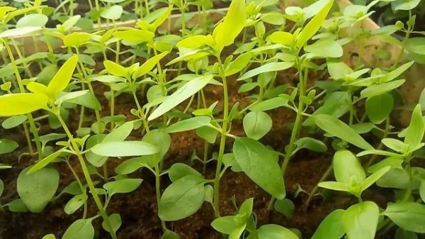 Прищипка львиного зева- “за”и ”против”. Черенкуем львиный зев.