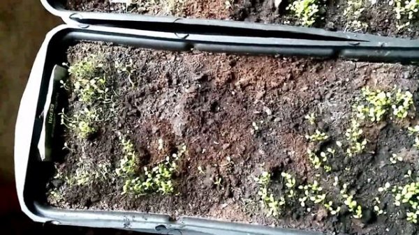 проблемы с рассадой табака