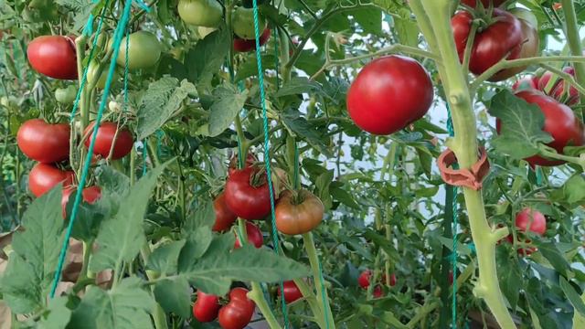 Сорт томата Dwarf Tasmanian Chocolate, Тасманский шоколад. смотреть онлайн